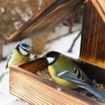 yellow black and white bird on brown wooden bird house